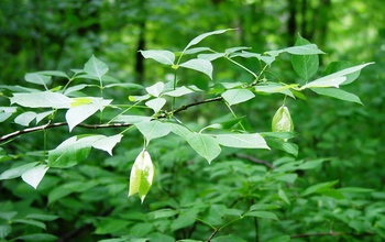 leaves on a tree